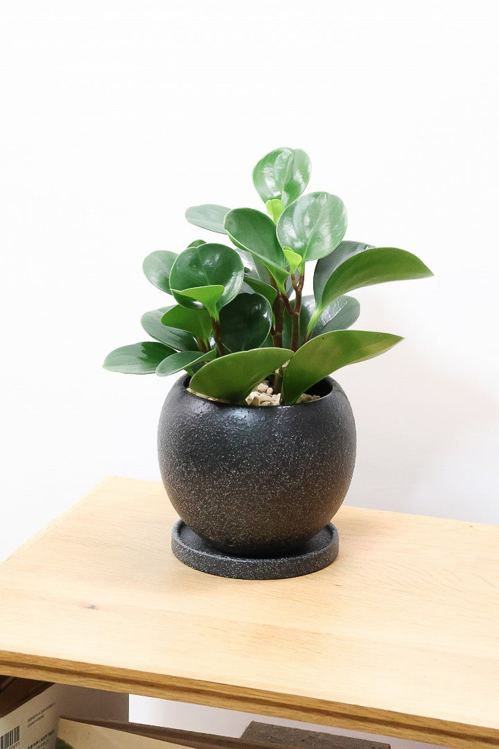 【ペペロミア グリーン】ペペロミアの中でも大き目の葉。シックな感じのカッコイイ葉色なんです！