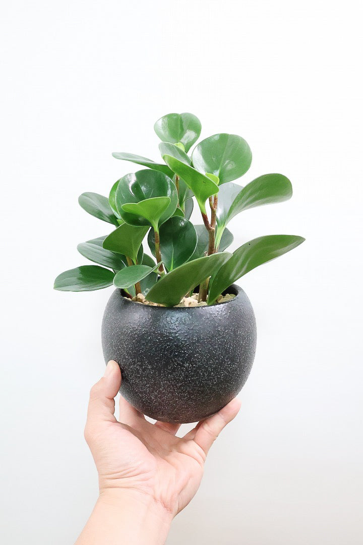 【ペペロミア グリーン】ペペロミアの中でも大き目の葉。シックな感じのカッコイイ葉色なんです！