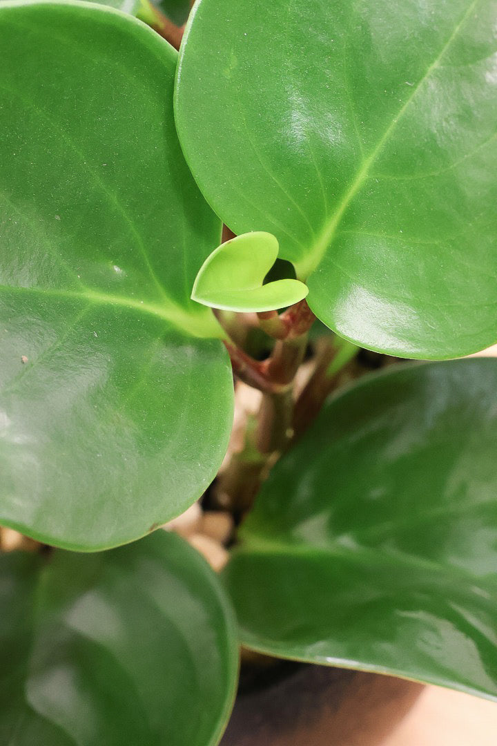 【ペペロミア グリーン】ペペロミアの中でも大き目の葉。シックな感じのカッコイイ葉色なんです！