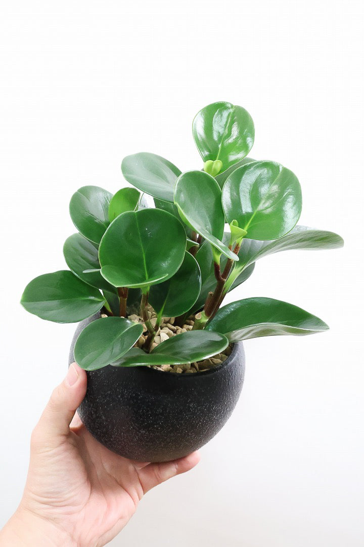 【ペペロミア グリーン】ペペロミアの中でも大き目の葉。シックな感じのカッコイイ葉色なんです！