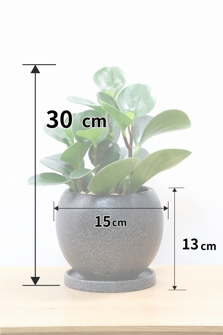 【ペペロミア グリーン】ペペロミアの中でも大き目の葉。シックな感じのカッコイイ葉色なんです！