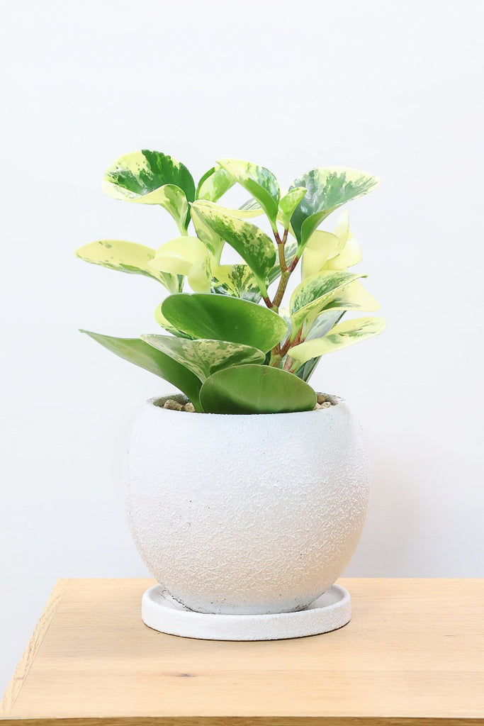 ペペロミア イエローW61673| 観葉植物の通信販売 | APEGO(アペーゴ)