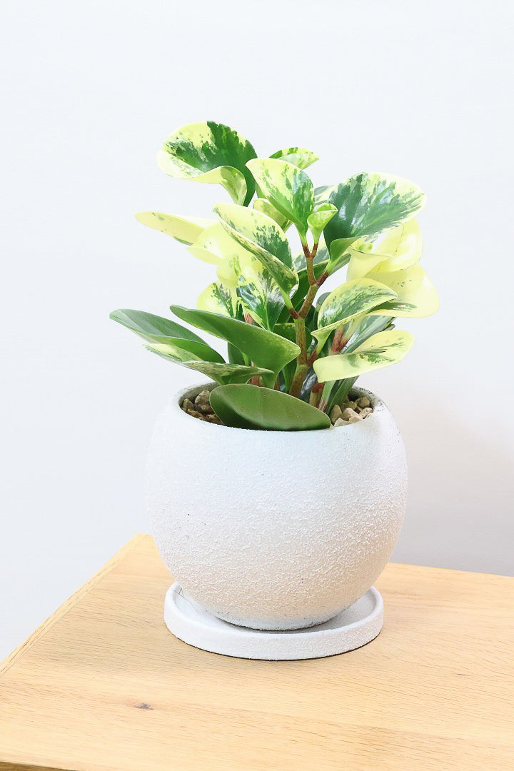 ペペロミア イエローW61673| 観葉植物の通信販売 | APEGO(アペーゴ)