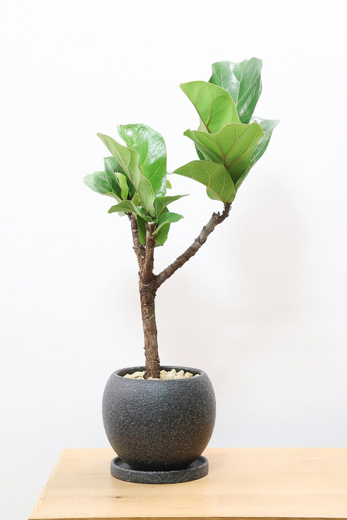 カシワバゴム バンビーノK61674| 観葉植物の通信販売 | APEGO(アペーゴ)