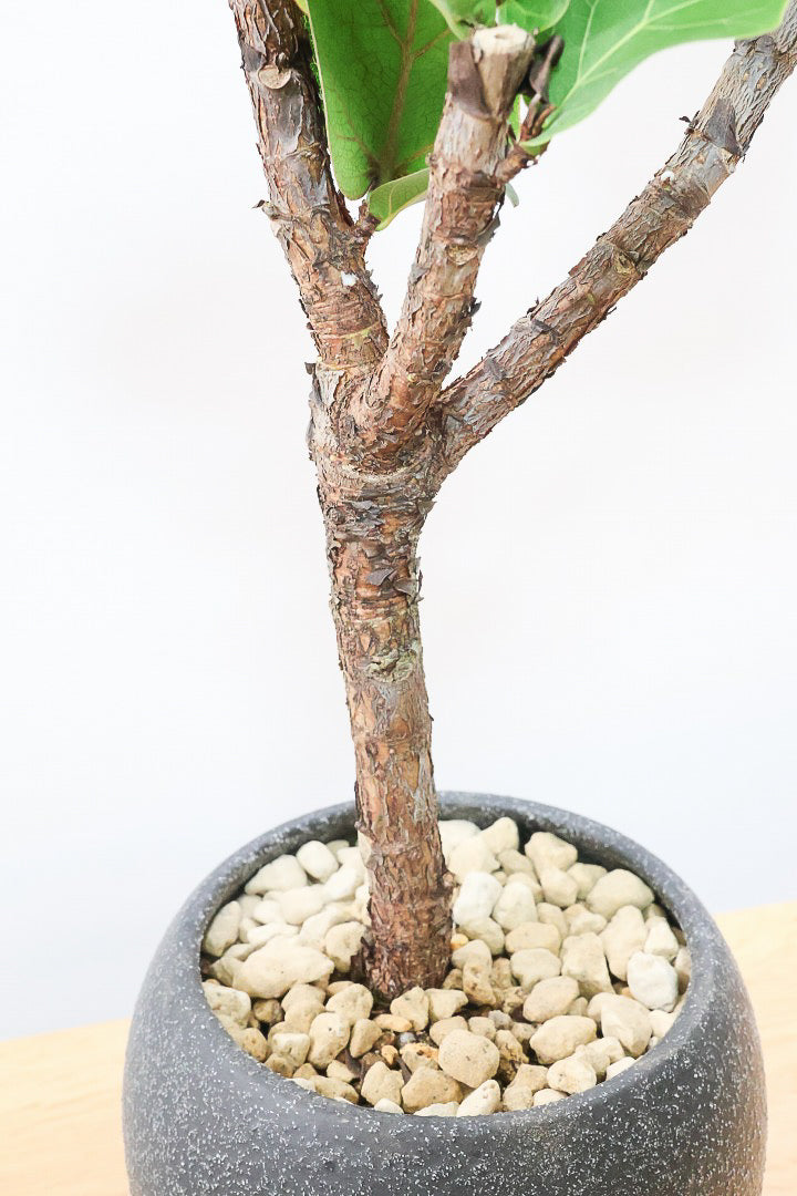 カシワバゴム バンビーノK61674| 観葉植物の通信販売 | APEGO(アペーゴ)