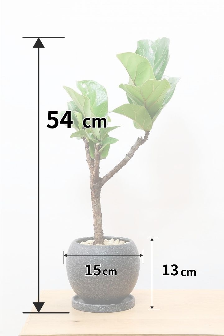 カシワバゴム バンビーノK61674| 観葉植物の通信販売 | APEGO(アペーゴ)