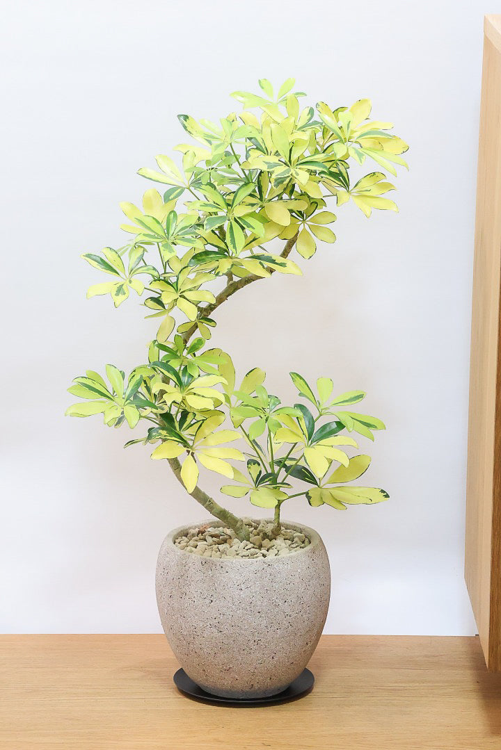 【シェフレラ ハッピーイエロー】イエローが過ぎる個体！ここまで黄色が強いと金運が上がりそうな気がしてきますww