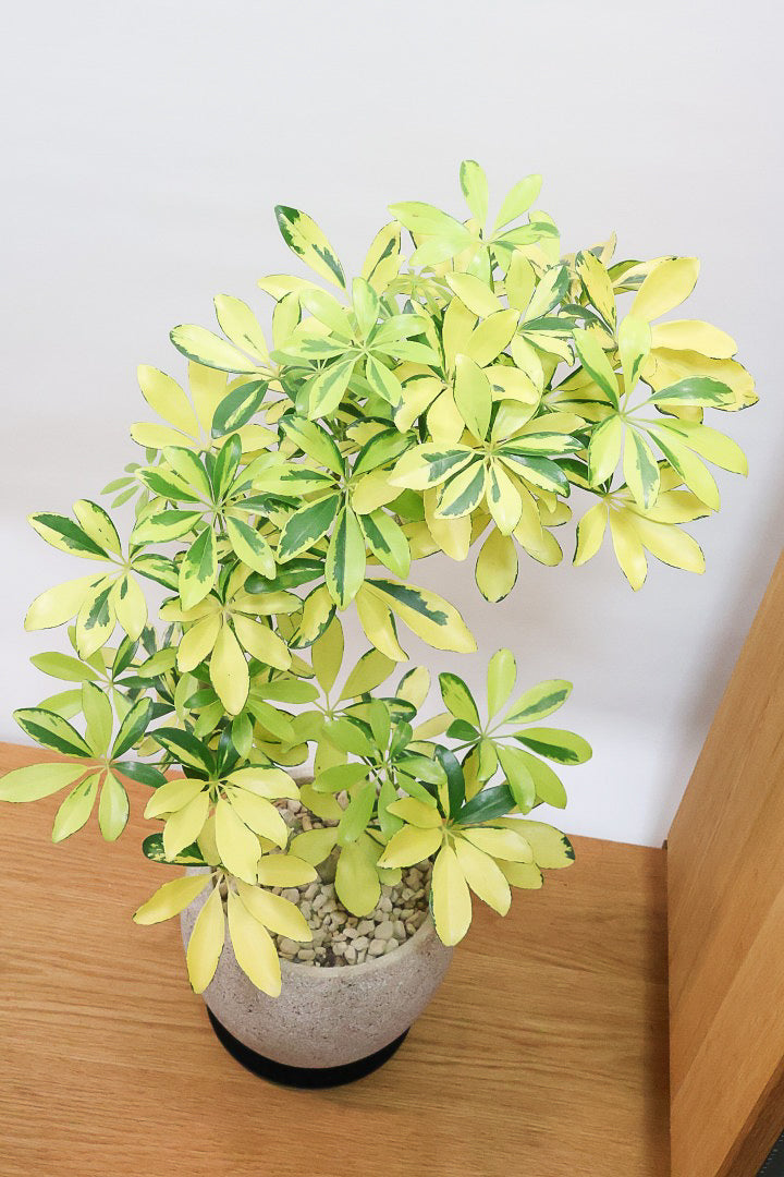 【シェフレラ ハッピーイエロー】イエローが過ぎる個体！ここまで黄色が強いと金運が上がりそうな気がしてきますww