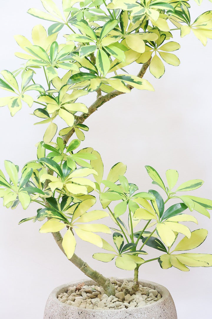 【シェフレラ ハッピーイエロー】イエローが過ぎる個体！ここまで黄色が強いと金運が上がりそうな気がしてきますww