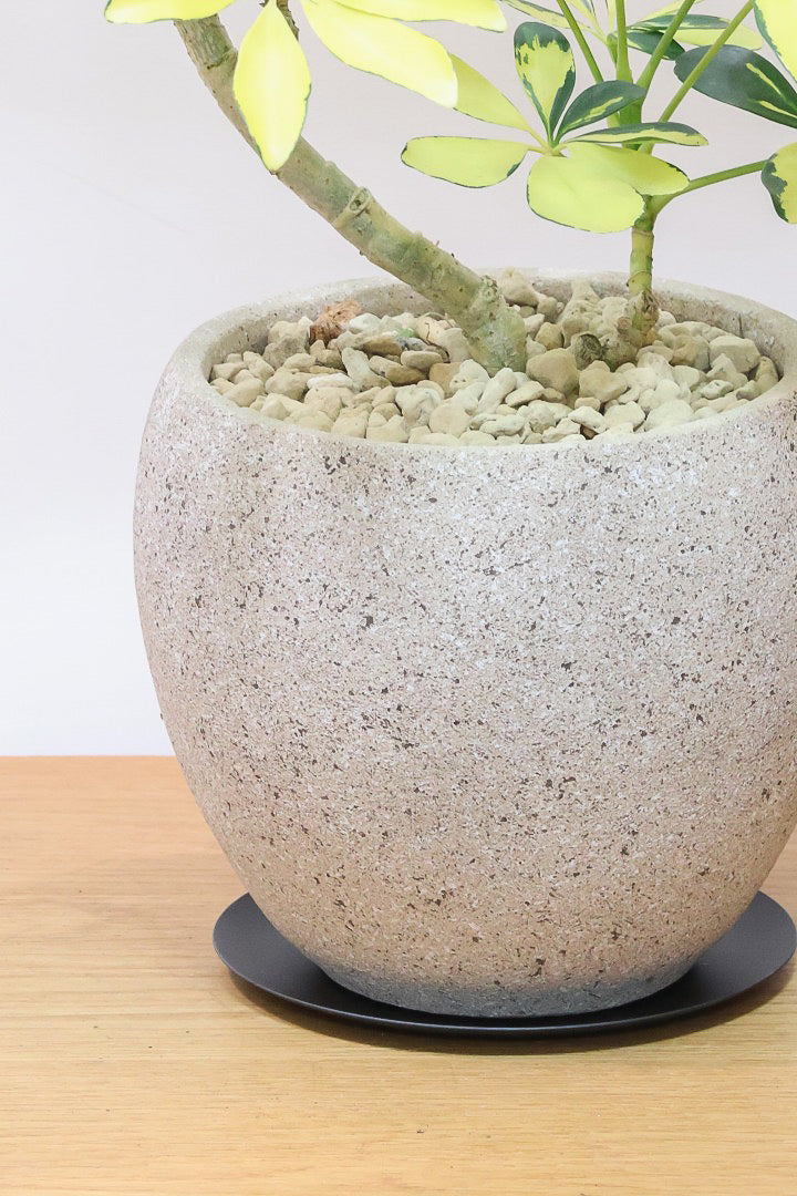 【シェフレラ ハッピーイエロー】イエローが過ぎる個体！ここまで黄色が強いと金運が上がりそうな気がしてきますww