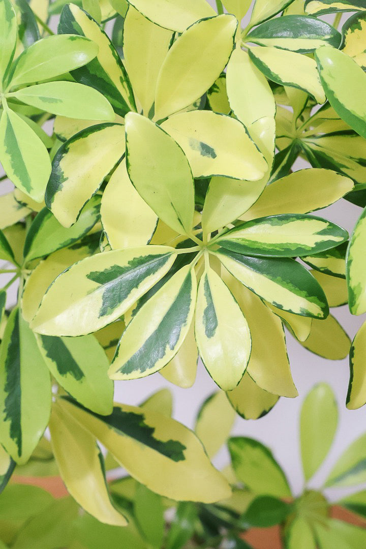 【シェフレラ ハッピーイエロー】イエローが過ぎる個体！ここまで黄色が強いと金運が上がりそうな気がしてきますww