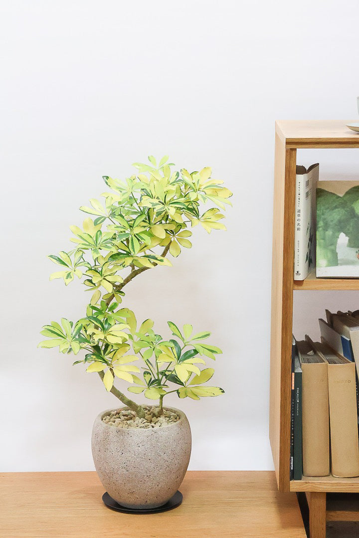 【シェフレラ ハッピーイエロー】イエローが過ぎる個体！ここまで黄色が強いと金運が上がりそうな気がしてきますww