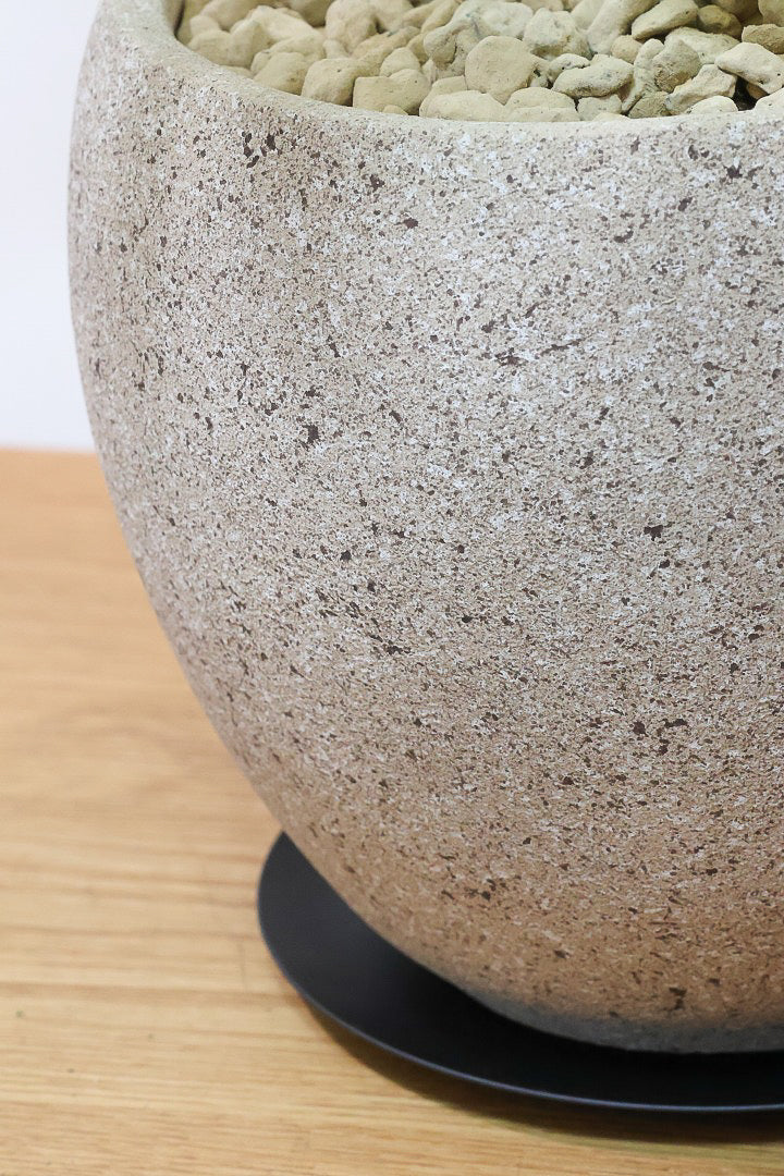 【シェフレラ ハッピーイエロー】イエローが過ぎる個体！ここまで黄色が強いと金運が上がりそうな気がしてきますww