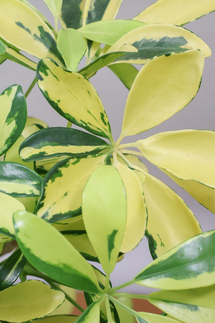 【シェフレラ ハッピーイエロー】イエローが過ぎる個体！ここまで黄色が強いと金運が上がりそうな気がしてきますww