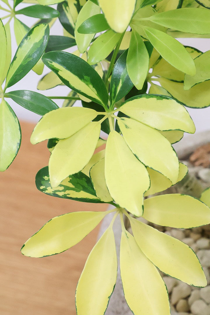 【シェフレラ ハッピーイエロー】イエローが過ぎる個体！ここまで黄色が強いと金運が上がりそうな気がしてきますww