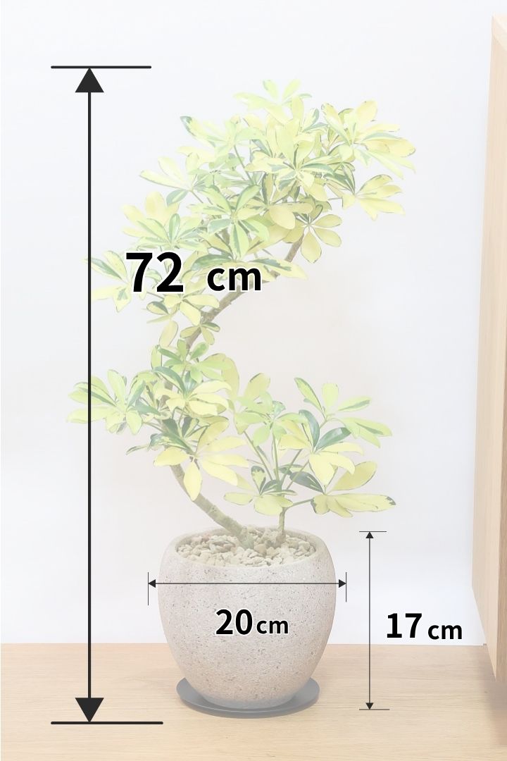 【シェフレラ ハッピーイエロー】イエローが過ぎる個体！ここまで黄色が強いと金運が上がりそうな気がしてきますww