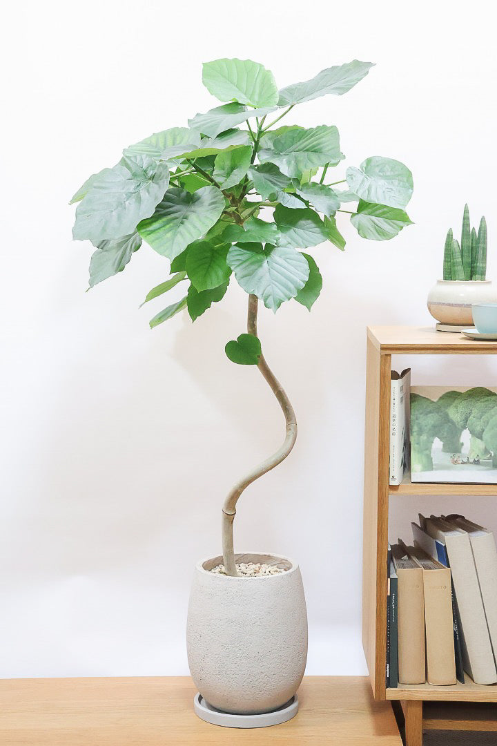 【ウンベラータ】これは幹も太くてホント良い樹形！葉の大きさもちょうどいいと思います！存在感があるのでインテリアにはピッタリ！