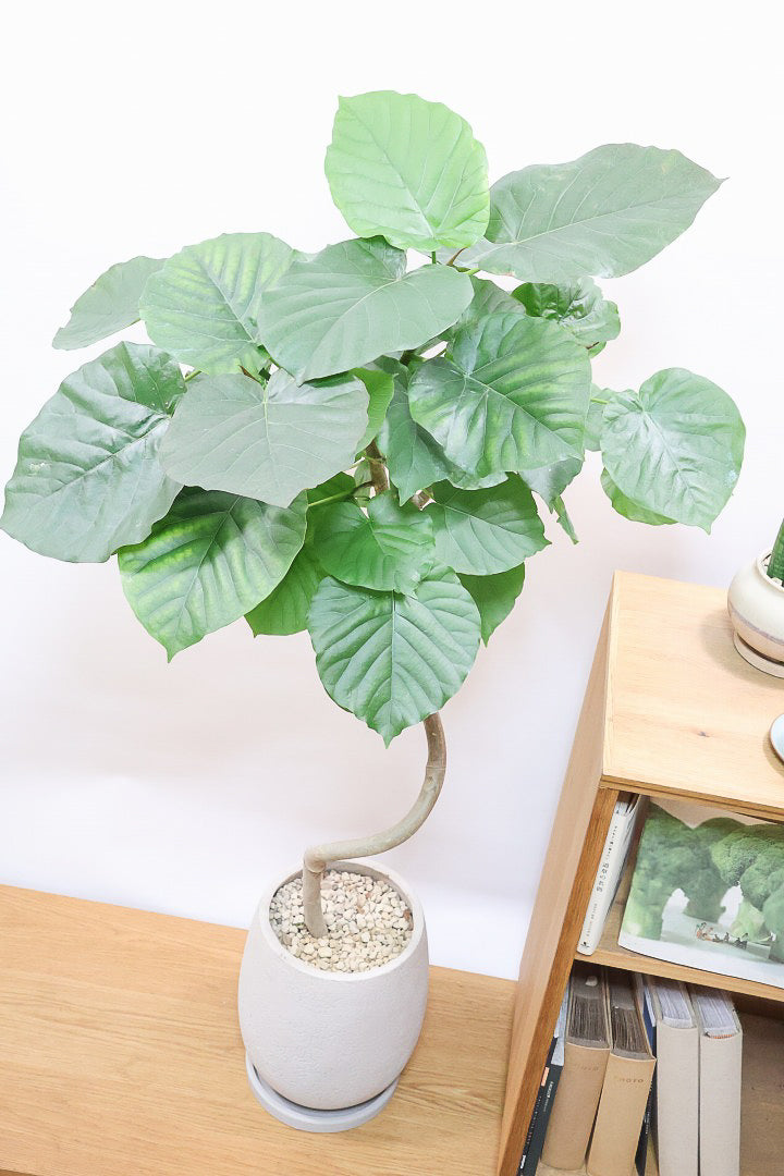 【ウンベラータ】これは幹も太くてホント良い樹形！葉の大きさもちょうどいいと思います！存在感があるのでインテリアにはピッタリ！