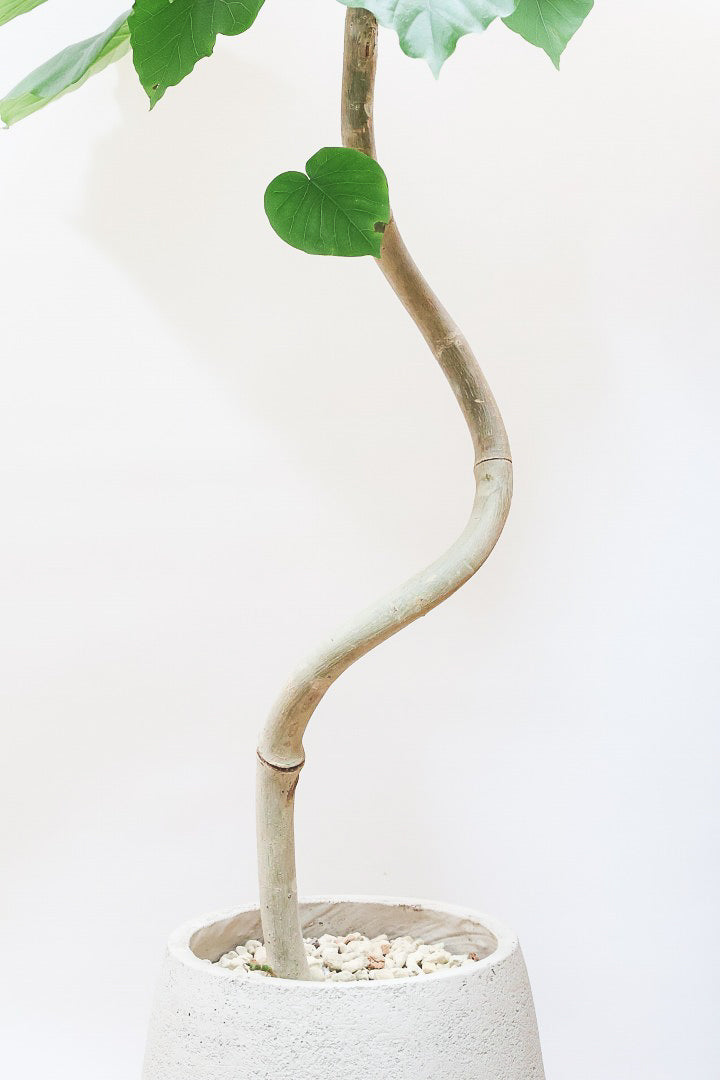 【ウンベラータ】これは幹も太くてホント良い樹形！葉の大きさもちょうどいいと思います！存在感があるのでインテリアにはピッタリ！