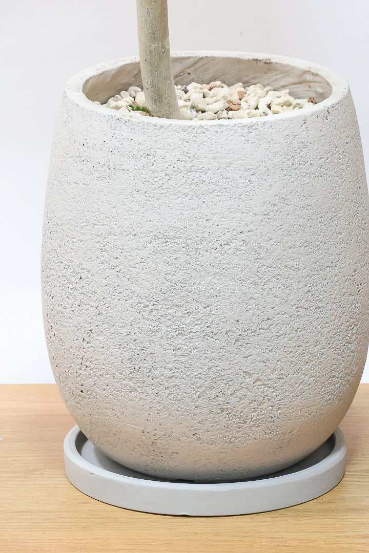 【ウンベラータ】これは幹も太くてホント良い樹形！葉の大きさもちょうどいいと思います！存在感があるのでインテリアにはピッタリ！