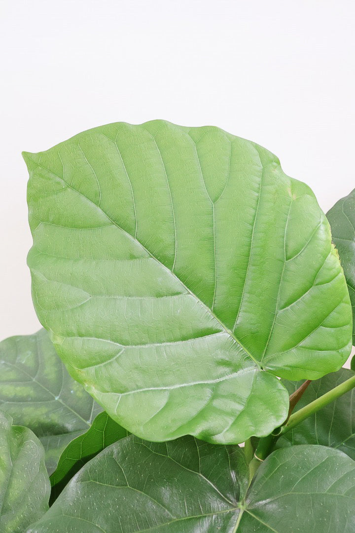 【ウンベラータ】これは幹も太くてホント良い樹形！葉の大きさもちょうどいいと思います！存在感があるのでインテリアにはピッタリ！