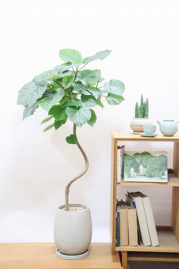 【ウンベラータ】これは幹も太くてホント良い樹形！葉の大きさもちょうどいいと思います！存在感があるのでインテリアにはピッタリ！