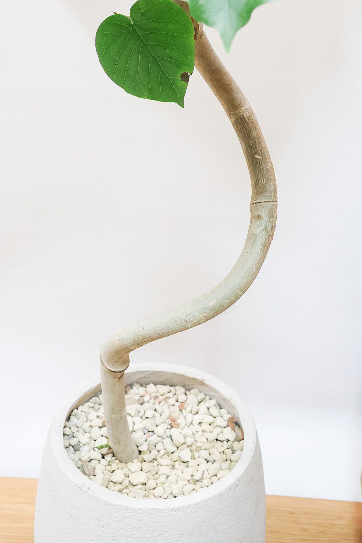 【ウンベラータ】これは幹も太くてホント良い樹形！葉の大きさもちょうどいいと思います！存在感があるのでインテリアにはピッタリ！