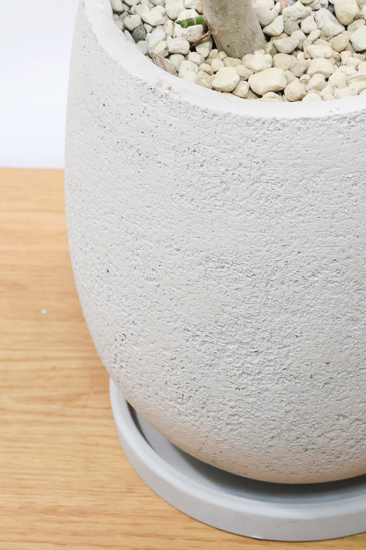 【ウンベラータ】これは幹も太くてホント良い樹形！葉の大きさもちょうどいいと思います！存在感があるのでインテリアにはピッタリ！