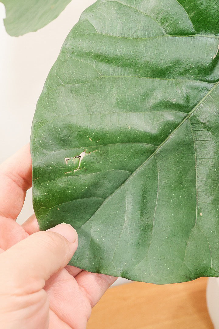 【ウンベラータ】これは幹も太くてホント良い樹形！葉の大きさもちょうどいいと思います！存在感があるのでインテリアにはピッタリ！