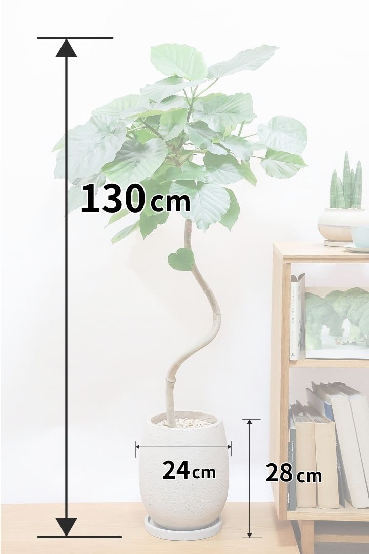 【ウンベラータ】これは幹も太くてホント良い樹形！葉の大きさもちょうどいいと思います！存在感があるのでインテリアにはピッタリ！