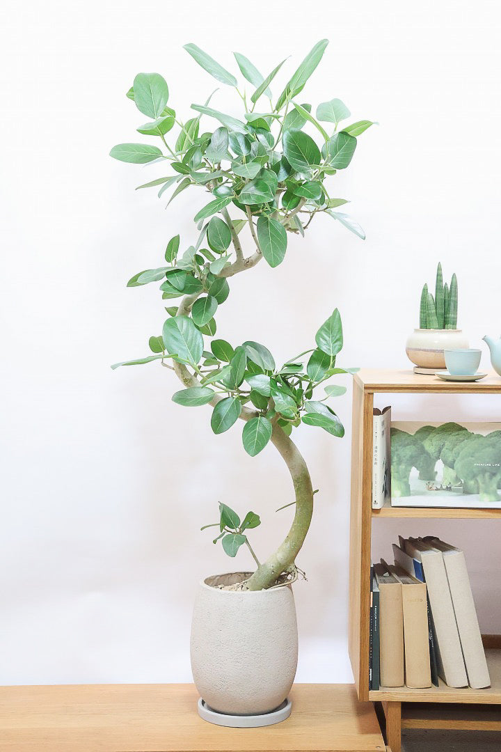 【ベンガレンシス】この樹形はイイ！素晴らしいS字樹形です！自信を持っておすすめします！