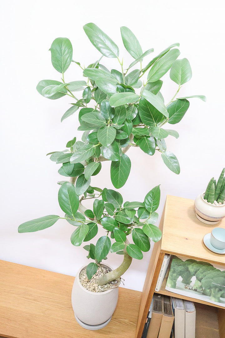 【ベンガレンシス】この樹形はイイ！素晴らしいS字樹形です！自信を持っておすすめします！