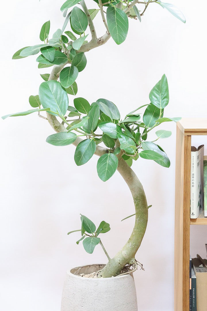 【ベンガレンシス】この樹形はイイ！素晴らしいS字樹形です！自信を持っておすすめします！