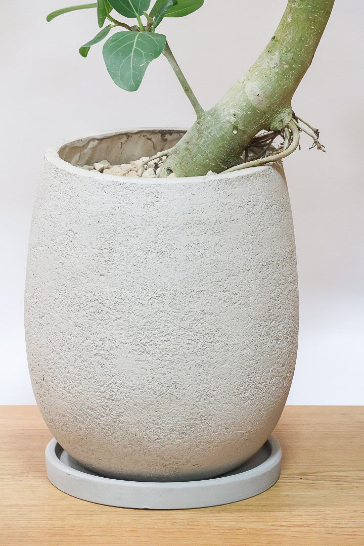 【ベンガレンシス】この樹形はイイ！素晴らしいS字樹形です！自信を持っておすすめします！