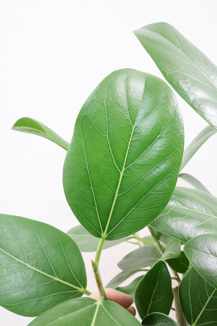 【ベンガレンシス】この樹形はイイ！素晴らしいS字樹形です！自信を持っておすすめします！