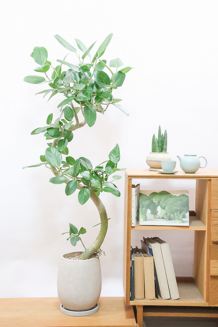 【ベンガレンシス】この樹形はイイ！素晴らしいS字樹形です！自信を持っておすすめします！