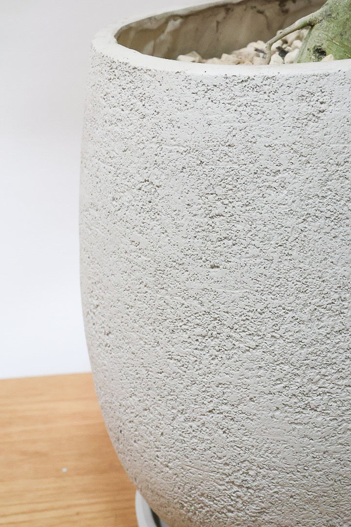 【ベンガレンシス】この樹形はイイ！素晴らしいS字樹形です！自信を持っておすすめします！