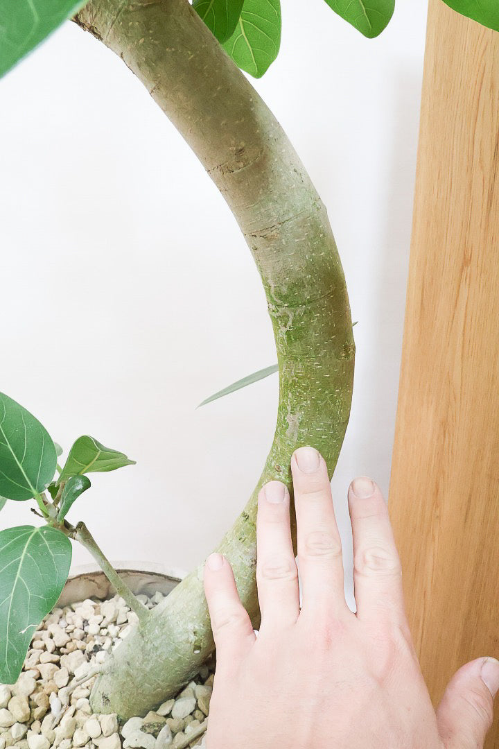 【ベンガレンシス】この樹形はイイ！素晴らしいS字樹形です！自信を持っておすすめします！