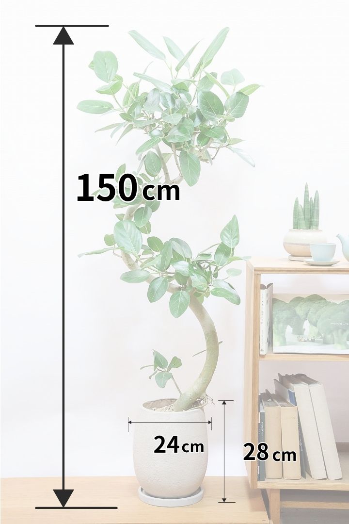 【ベンガレンシス】この樹形はイイ！素晴らしいS字樹形です！自信を持っておすすめします！