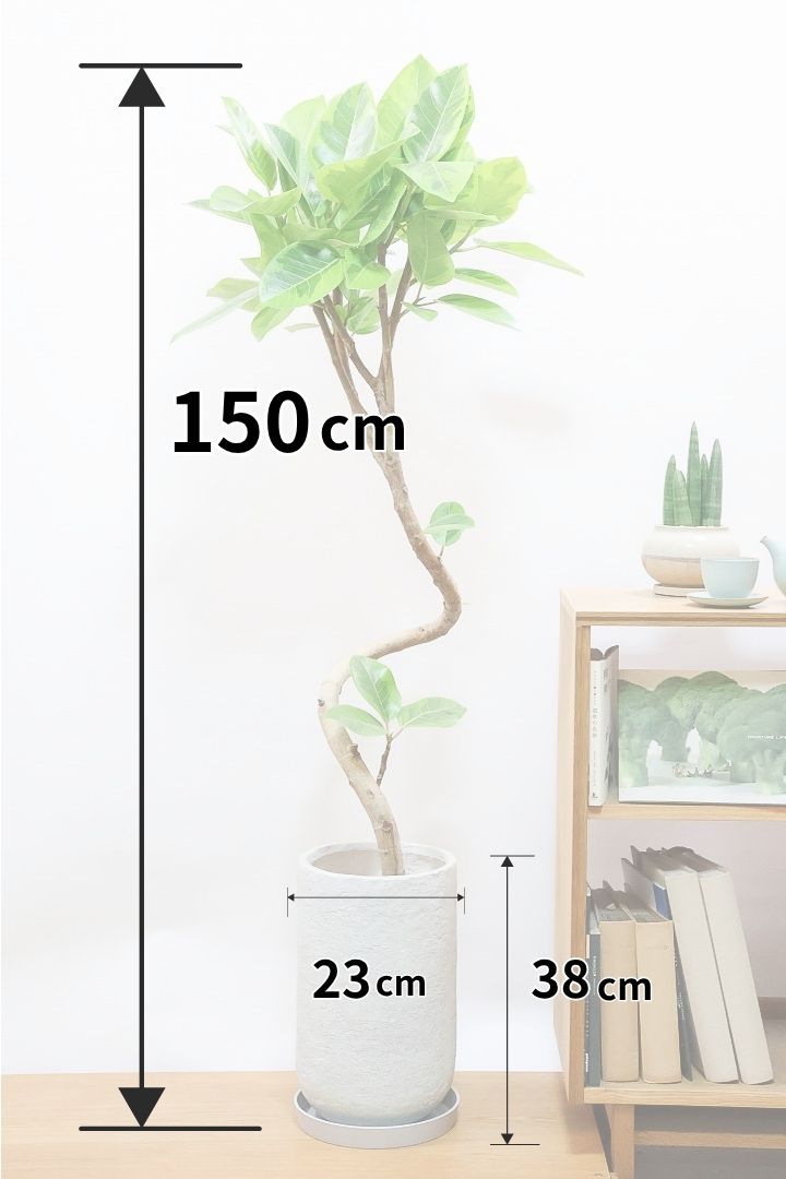 【アルテシマ】超BIGサイズ！葉も大きくて存在感がありますので、贈り物やお部屋のシンボルツリーとしていかがでしょう？