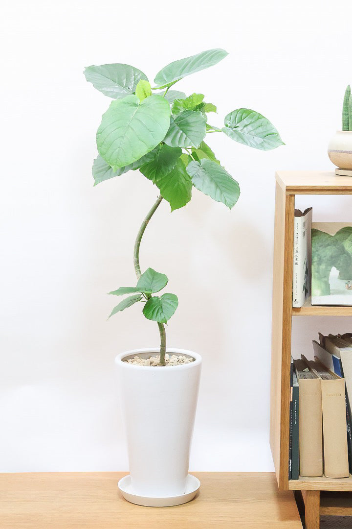 【ウンベラータ】このサイズはこれがラストの在庫です！葉付きが良くてナイスバランス！曲り樹形の名手でもある生産者さんが手塩に掛けたバランスの良い素晴らしい樹形です！