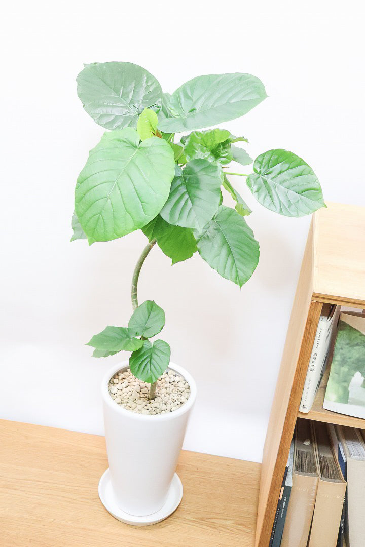 【ウンベラータ】このサイズはこれがラストの在庫です！葉付きが良くてナイスバランス！曲り樹形の名手でもある生産者さんが手塩に掛けたバランスの良い素晴らしい樹形です！