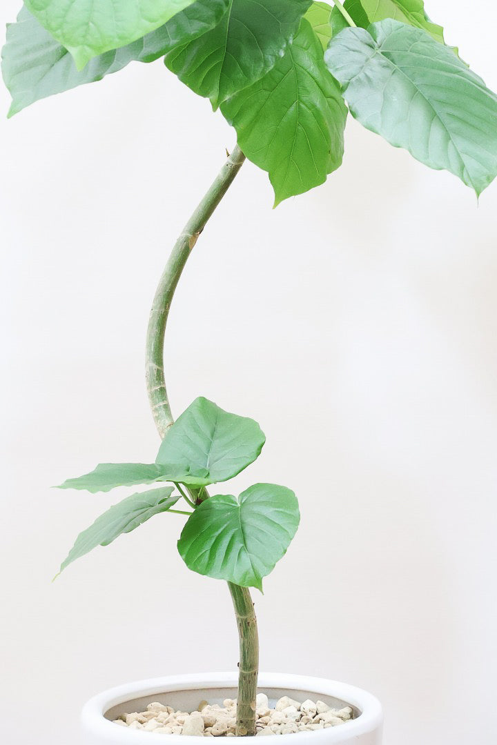 【ウンベラータ】このサイズはこれがラストの在庫です！葉付きが良くてナイスバランス！曲り樹形の名手でもある生産者さんが手塩に掛けたバランスの良い素晴らしい樹形です！