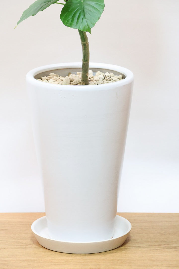 【ウンベラータ】このサイズはこれがラストの在庫です！葉付きが良くてナイスバランス！曲り樹形の名手でもある生産者さんが手塩に掛けたバランスの良い素晴らしい樹形です！