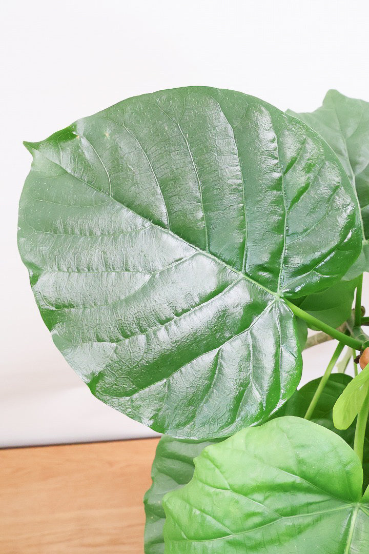 【ウンベラータ】このサイズはこれがラストの在庫です！葉付きが良くてナイスバランス！曲り樹形の名手でもある生産者さんが手塩に掛けたバランスの良い素晴らしい樹形です！