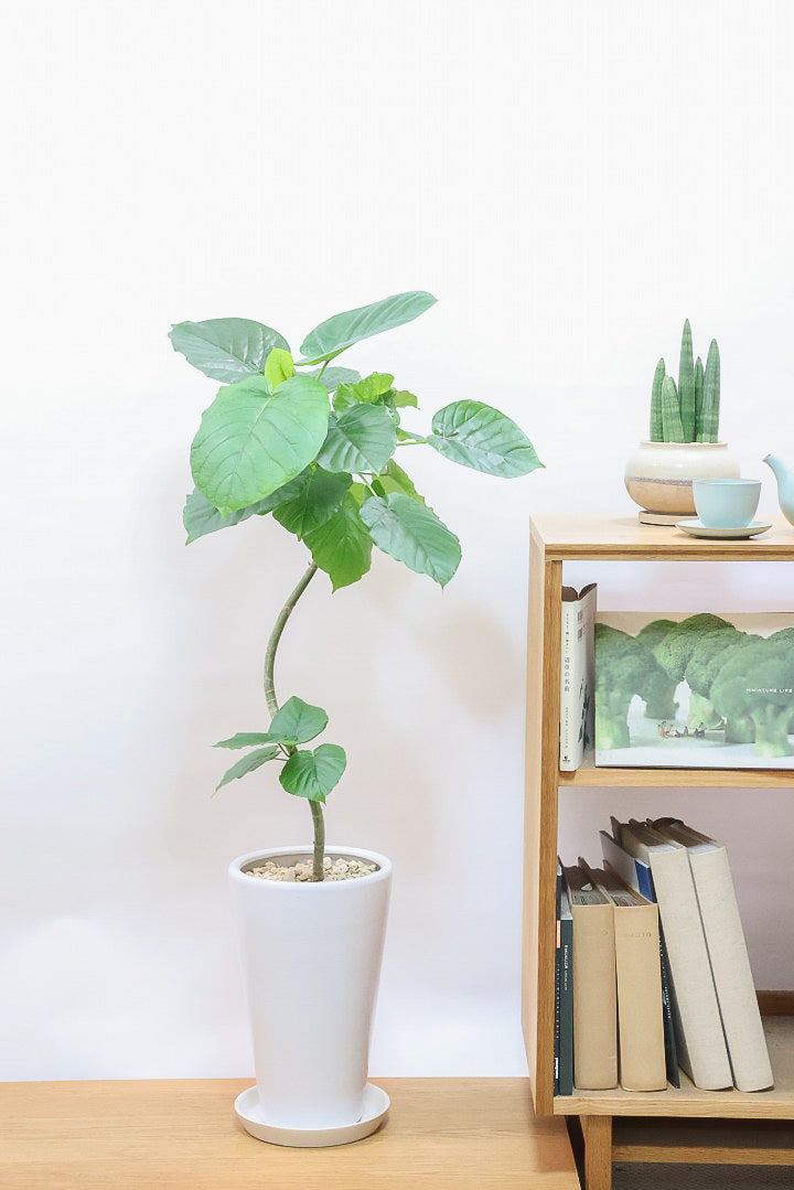 【ウンベラータ】このサイズはこれがラストの在庫です！葉付きが良くてナイスバランス！曲り樹形の名手でもある生産者さんが手塩に掛けたバランスの良い素晴らしい樹形です！