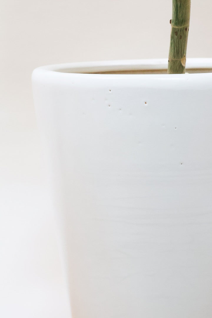 【ウンベラータ】このサイズはこれがラストの在庫です！葉付きが良くてナイスバランス！曲り樹形の名手でもある生産者さんが手塩に掛けたバランスの良い素晴らしい樹形です！