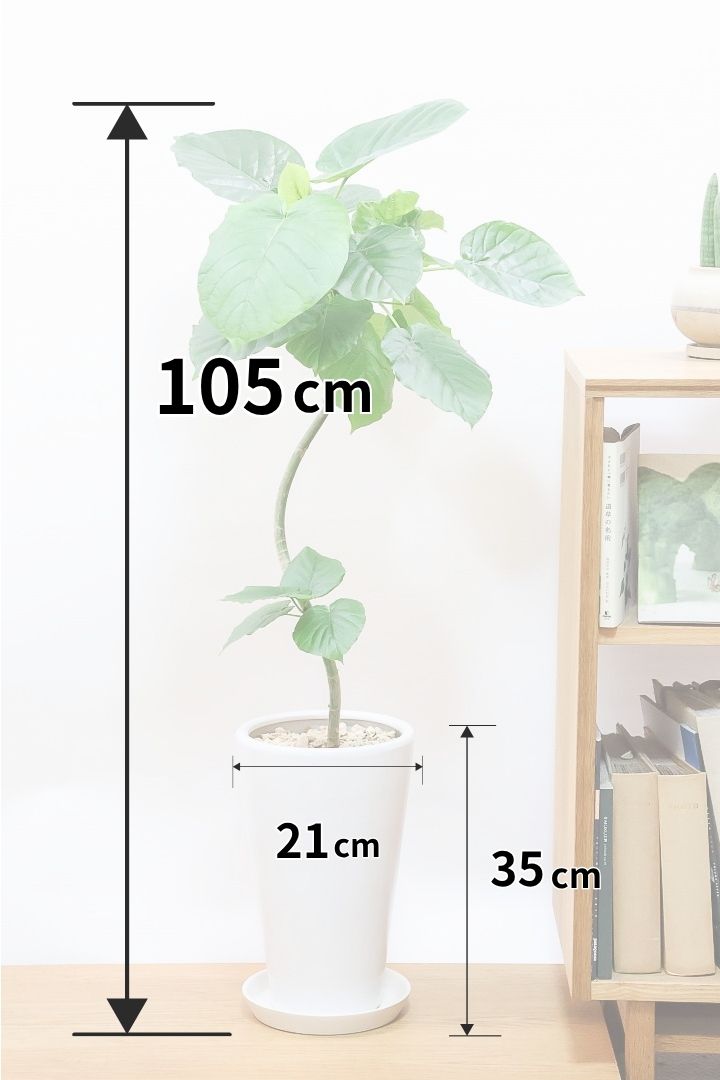 【ウンベラータ】このサイズはこれがラストの在庫です！葉付きが良くてナイスバランス！曲り樹形の名手でもある生産者さんが手塩に掛けたバランスの良い素晴らしい樹形です！