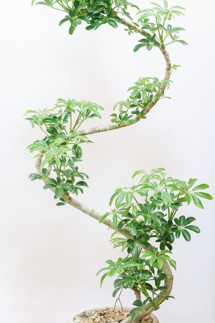 シェフレラ コンパクタCO61686| 観葉植物の通信販売 | APEGO(アペーゴ)