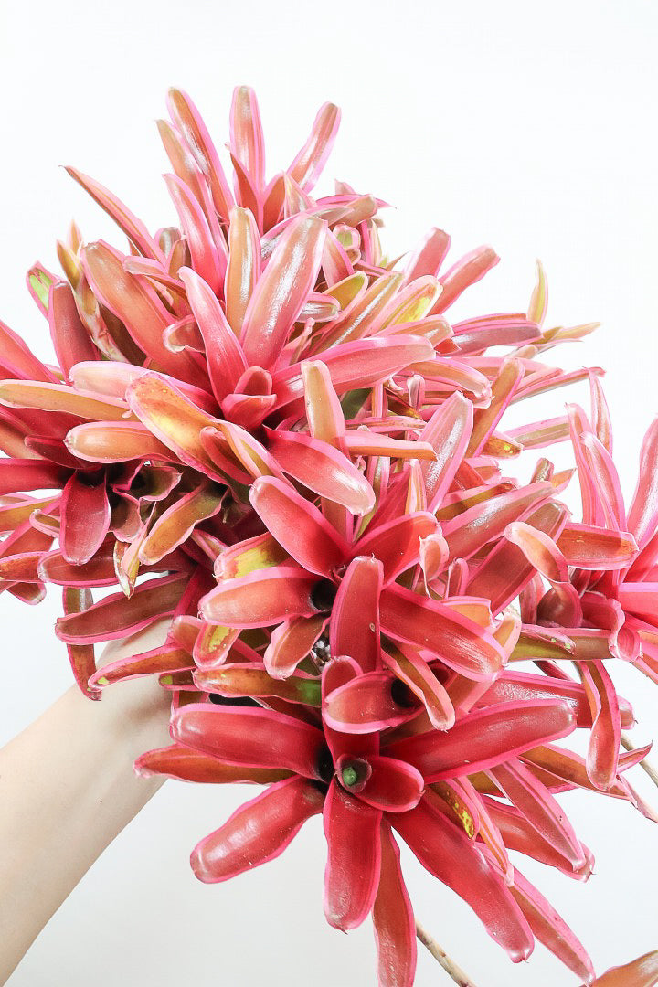 【ネオレゲリア ファイヤーボール】極限まで発色した最高の仕上がり！丸みのある陶器鉢でのご提案です！